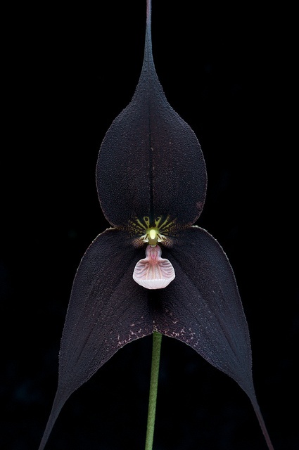 Photo:  black flower
